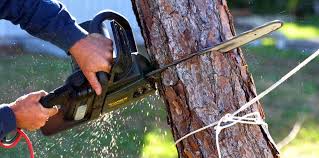 Best Emergency Tree Removal  in Sorgho, KY